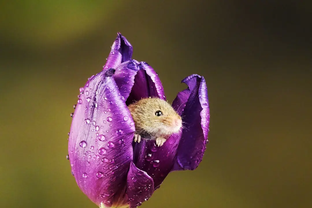 Cuve récupératrice d’eau de pluie opaque reliée à une gouttière dans un jardin français paillé et fleuri