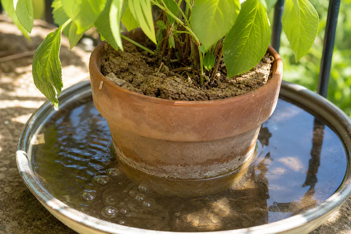 Pot de terre cuite posé dans une bassine d’eau pour réhydrater un terreau desséché, bulles remontant en surface