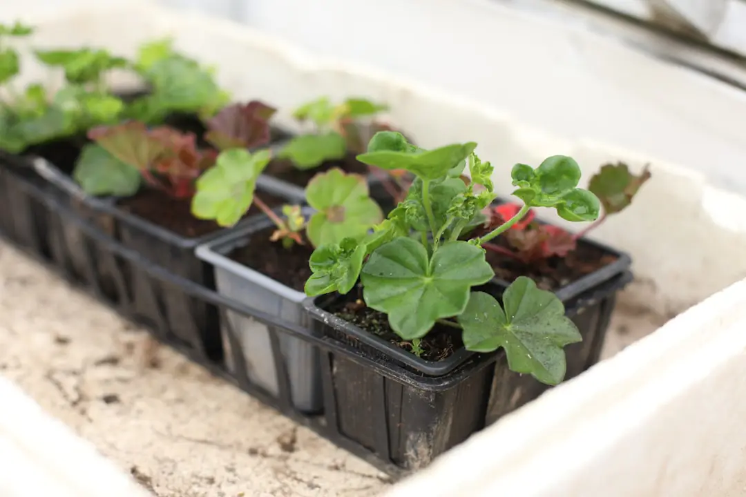 Godets de semis sans fond découpés dans un sac de terreau, rangés dans un bac avec de jeunes plants
