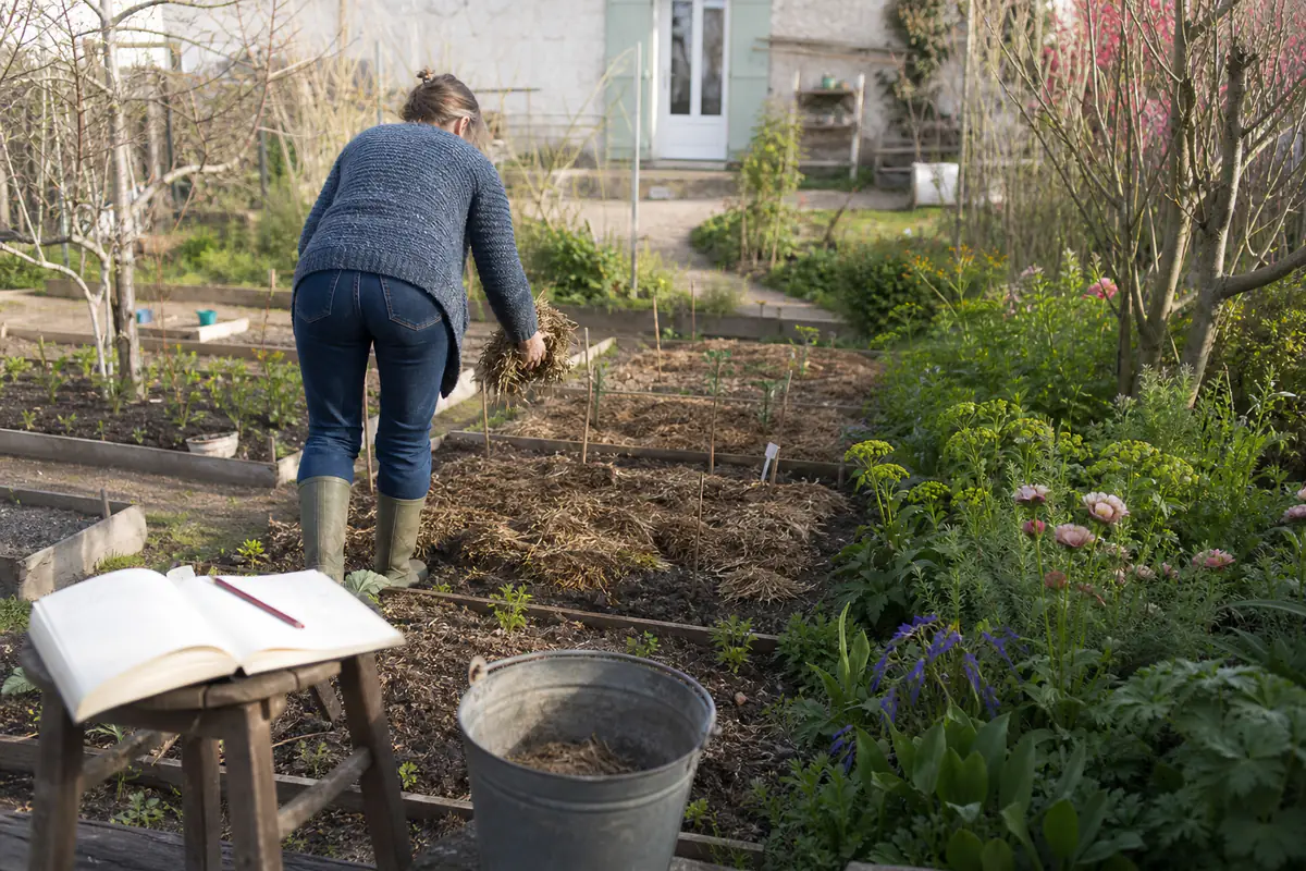 Jardinier préparant un potager paillé avec compost, carnet de culture et jeunes plants au printemps