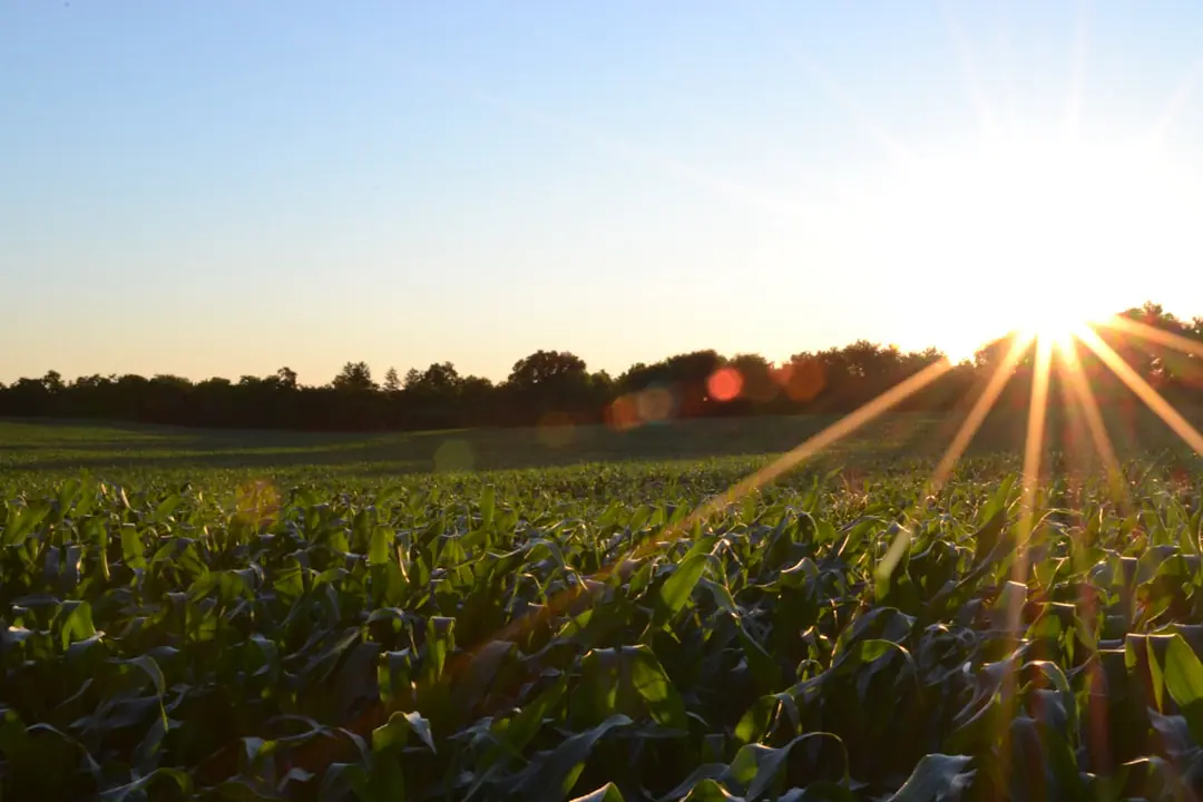 Maraîcher préparant des planches de légumes diversifiés dans une petite ferme française au printemps