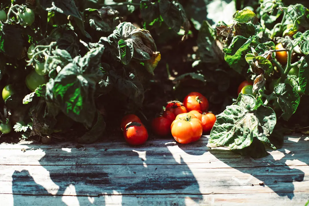 Plants de tomates tuteurés dans un potager français, paillés au pied et chargés de fruits rouges mûrs