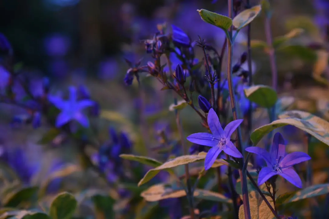 Jardin français avec noue plantée, paillage et récupération d’eau de pluie au bord d’un massif vivant