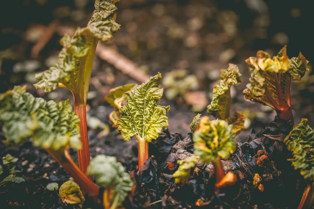 Hampe florale épaisse au centre d’une touffe de rhubarbe au potager, prête à être coupée proprement