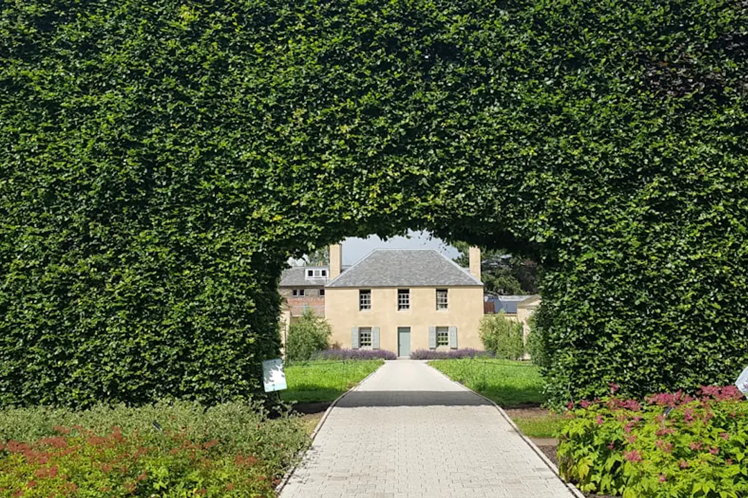 Jardinier inspectant attentivement une haie de charme avant une taille de printemps, sans déranger les oiseaux