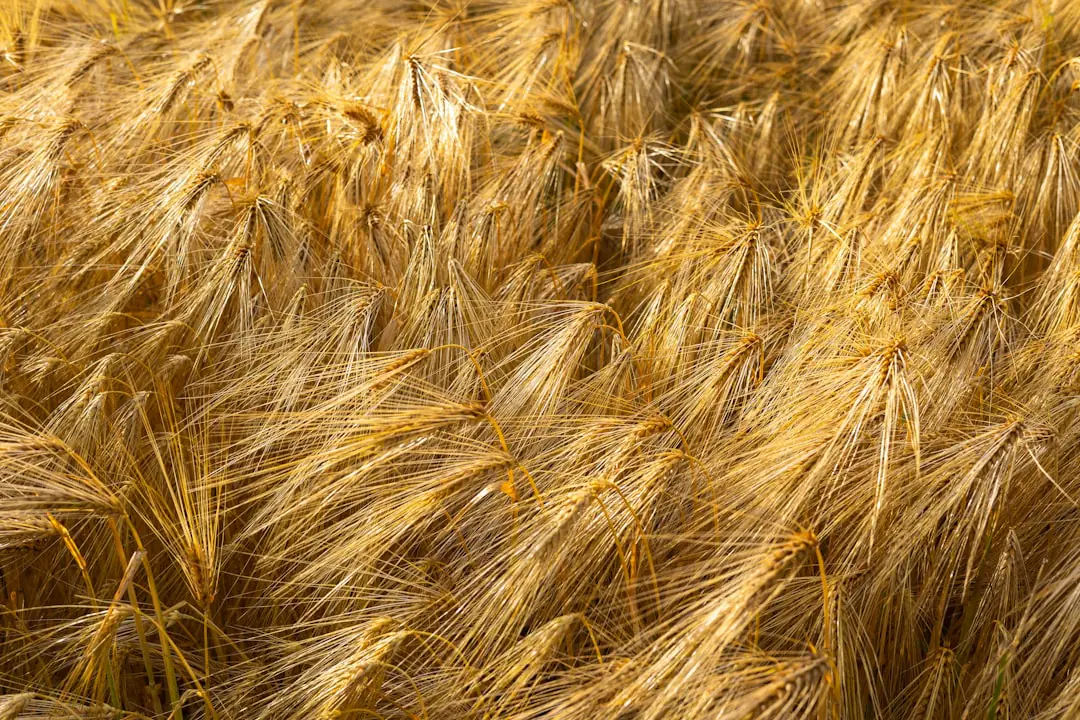 Trois coupelles de blé de la Sainte-Barbe germant sur coton près d’une fenêtre lumineuse en hiver
