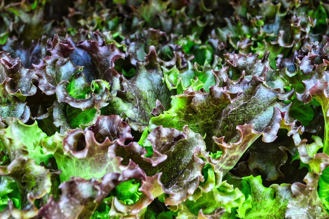 Serre de jardin vitrée installée près d’un potager, avec allée en gravier, bacs et réserve d’eau