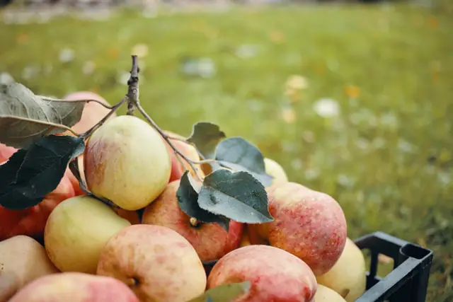 Jardinier inspectant des pommes ensachées et un piège à phéromones dans un petit verger familial