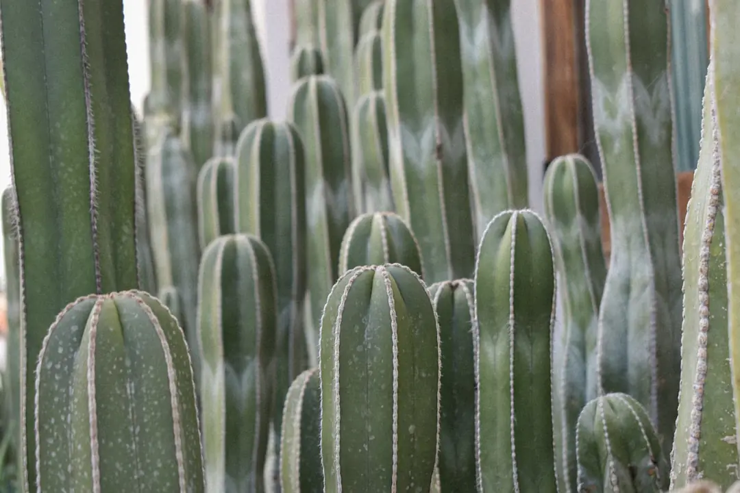 Atelier de rempotage de cactus avec pots percés, substrat minéral et plantes près d’une fenêtre lumineuse