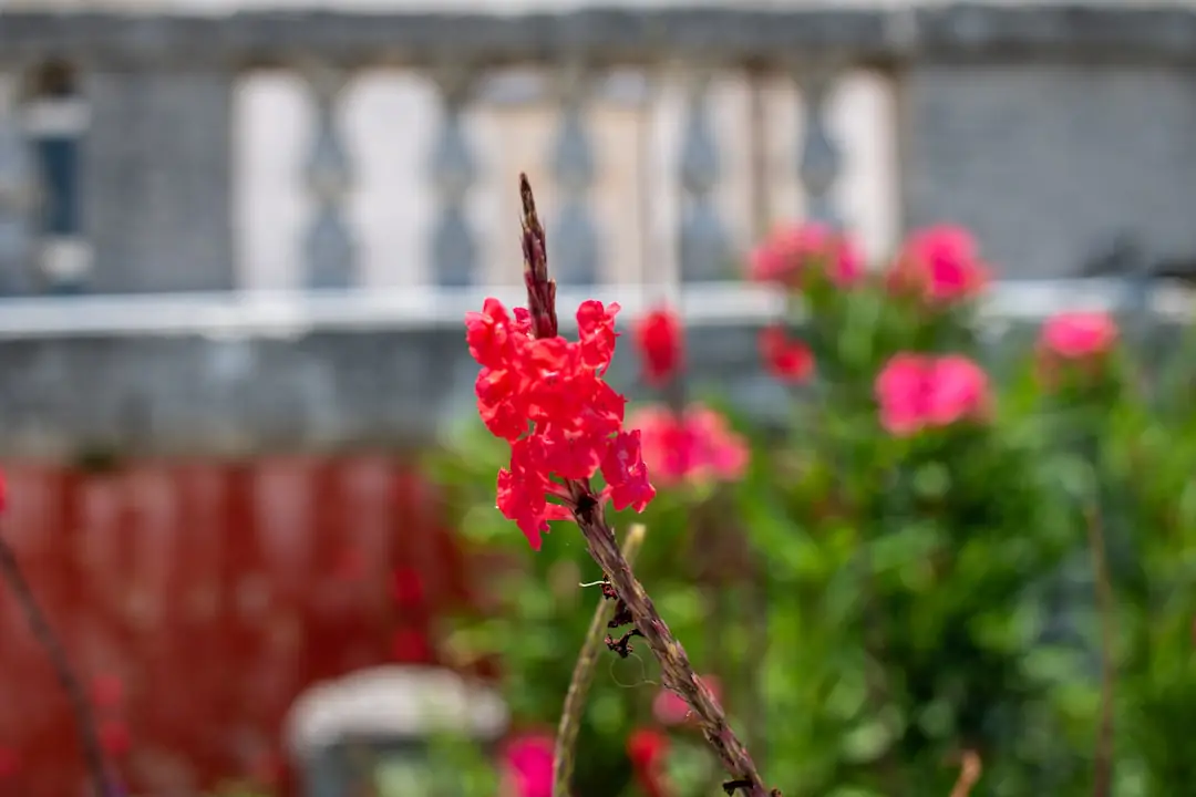 Jardinière gantée étiquetant des vivaces fleuries dans un massif séparé du potager familial