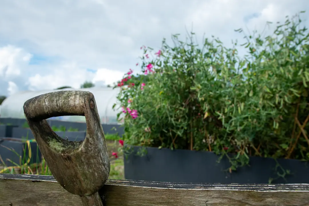 Jardiniers triant des graines de haricot, tomate et laitue sur une table en bois au potager