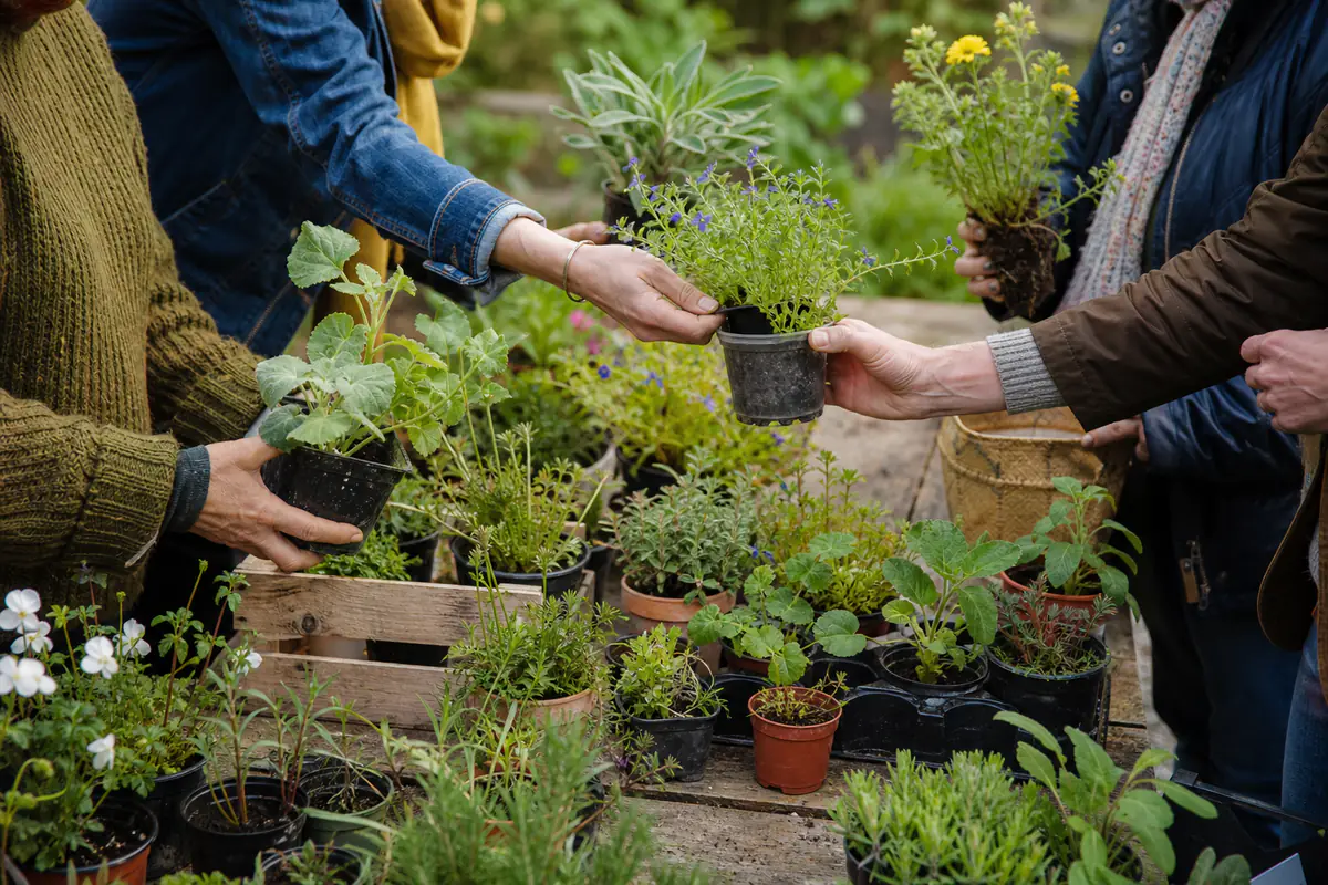 Jardiniers échangeant des godets de vivaces étiquetés sur des tables en bois dans un jardin français