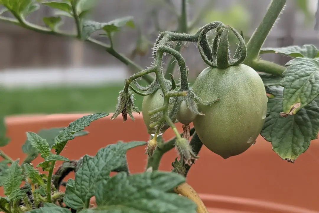 Jeunes plants de tomates tuteurés dans un potager français, plantés après le réchauffement du sol