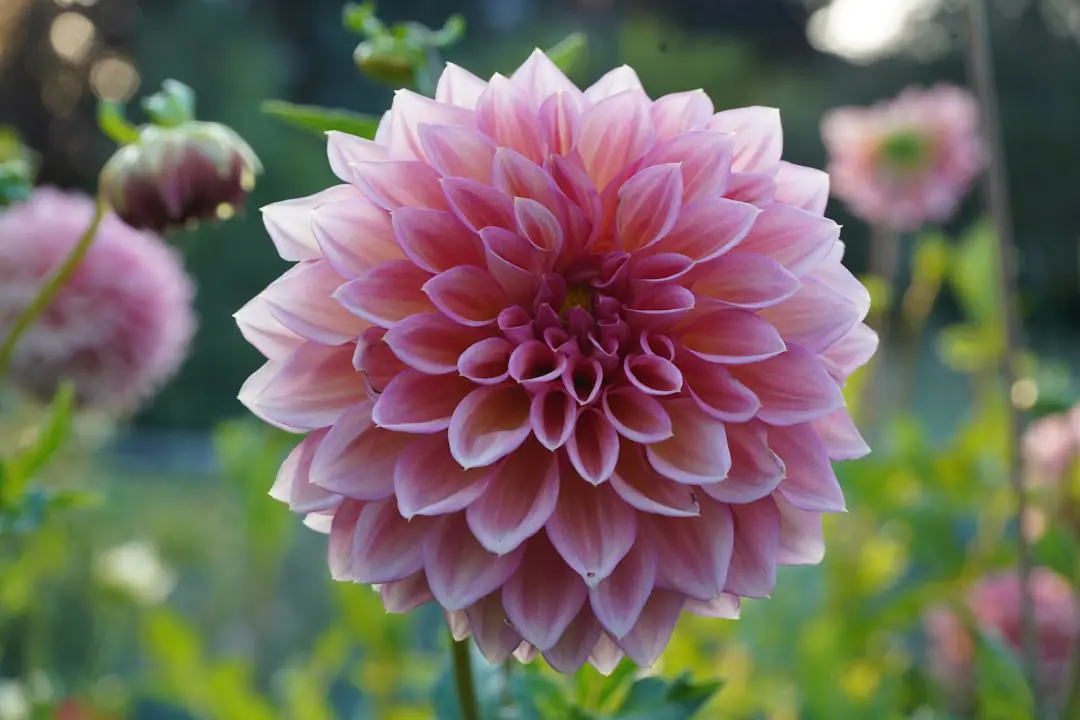 Massif estival français mêlant cosmos, zinnias, capucines et tournesols issus de semis, baigné de soleil