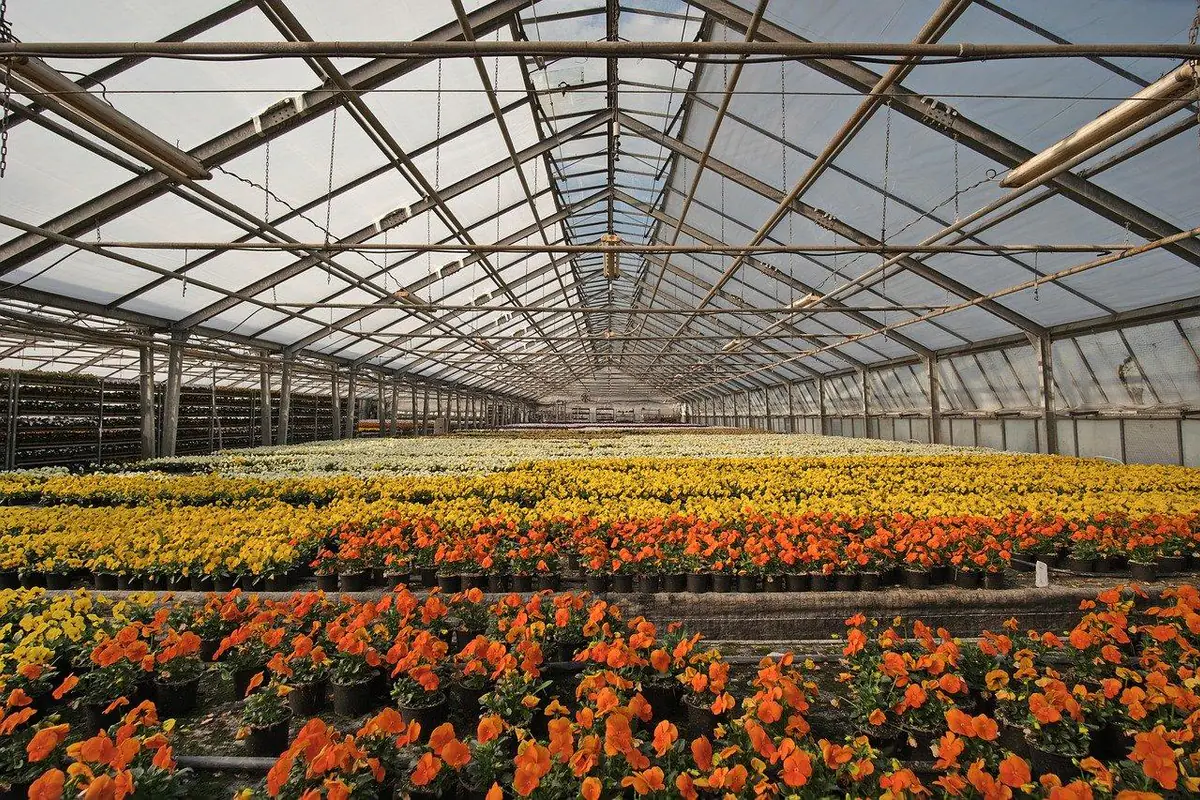 Serre maraîchère dans un potager familial français, avec tomates palissées et allée paillée lumineuse