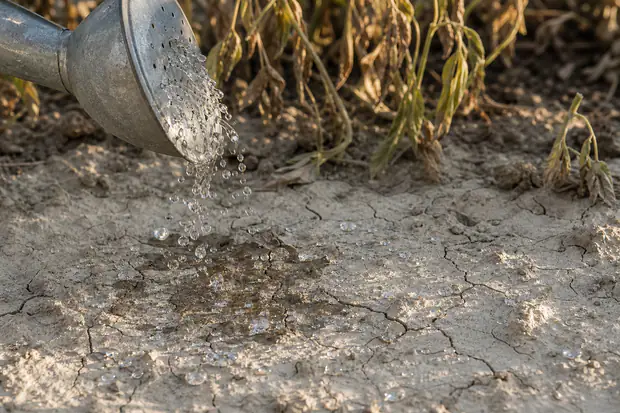 Eau d'arrosage qui perle et ruisselle sur une terre de massif sèche et craquelée, à côté de plantes vivaces assoiffées