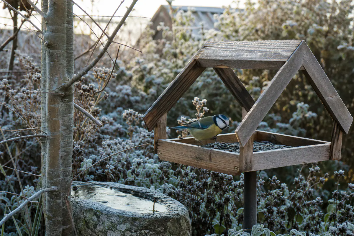 Mésange près d’une mangeoire en bois et coupelle d’eau dans un jardin français givré en hiver