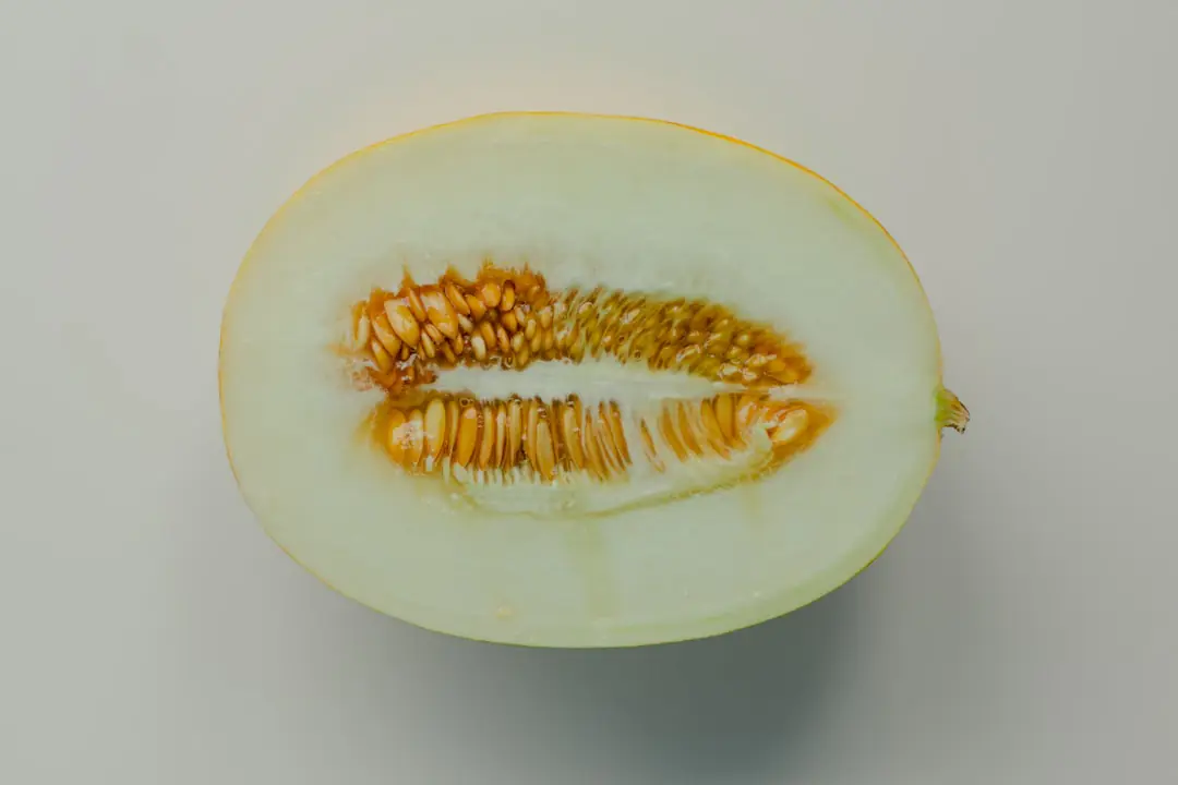 Melon d’été posé sur une tuile de terre cuite entre un paillage de paille dans un potager français ensoleillé