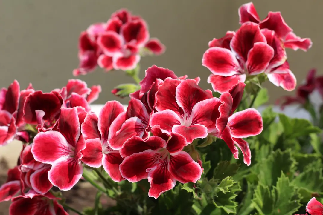 Collection de pélargoniums fleuris et étiquetés dans des pots en terre cuite sur une terrasse française ensoleillée