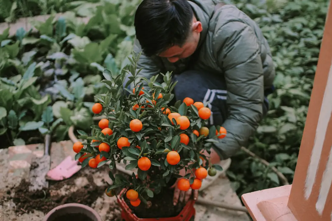 Jardin français en décembre avec potager paillé, outils rangés et plantes en pot protégées du gel