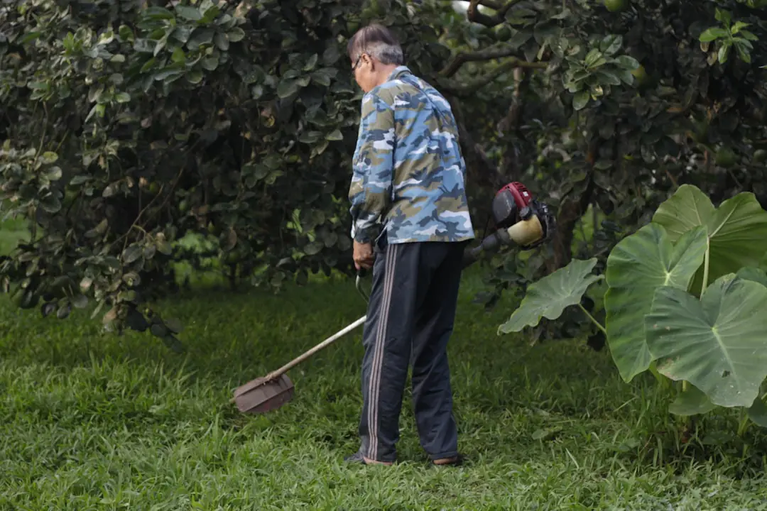 Jardinier paillant des rangs de tomates et récoltant des haricots dans un potager français fin juillet