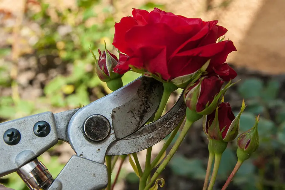 Jardinier taillant un rosier buisson au sécateur au-dessus d’un bourgeon extérieur dans un jardin français