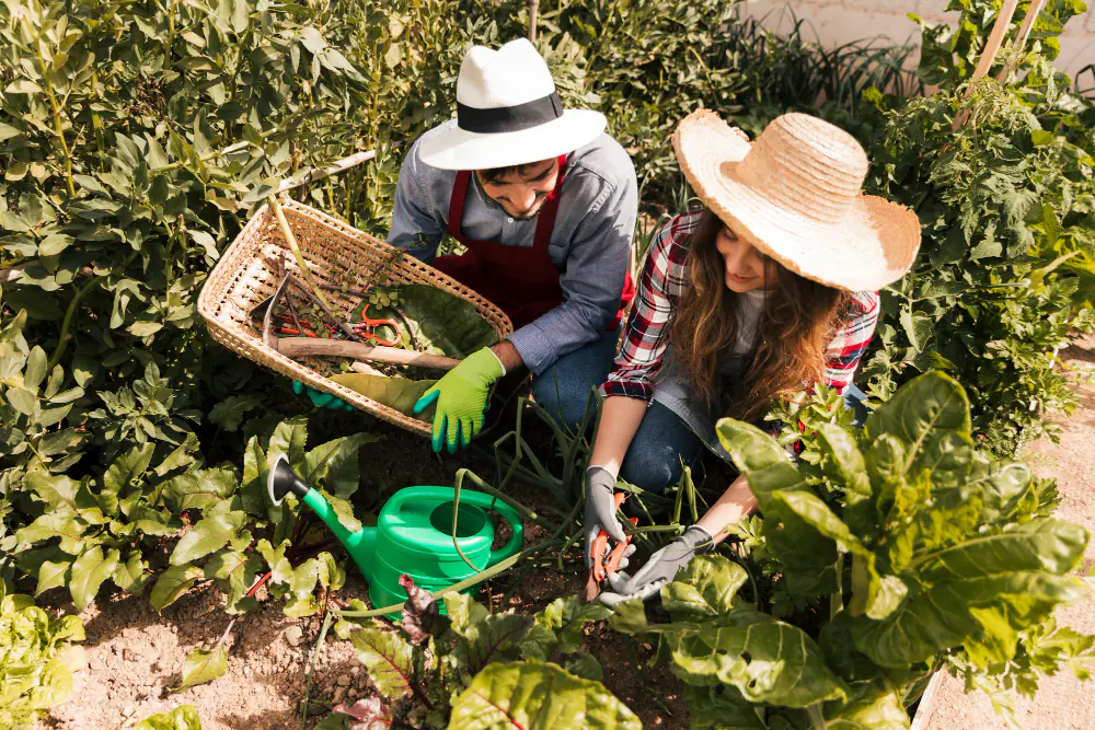 Potager familial français en planches étroites paillées, avec tomates tuteurées, salades et allées nettes