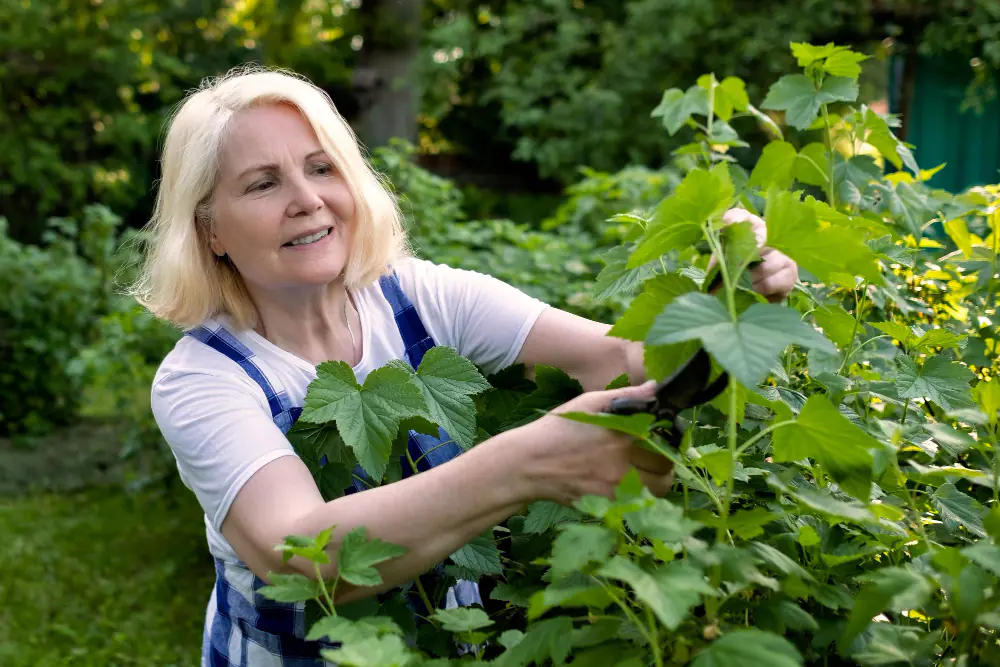 Jardinier taillant avec un sécateur un arbuste fleuri dans un jardin français lumineux et naturel