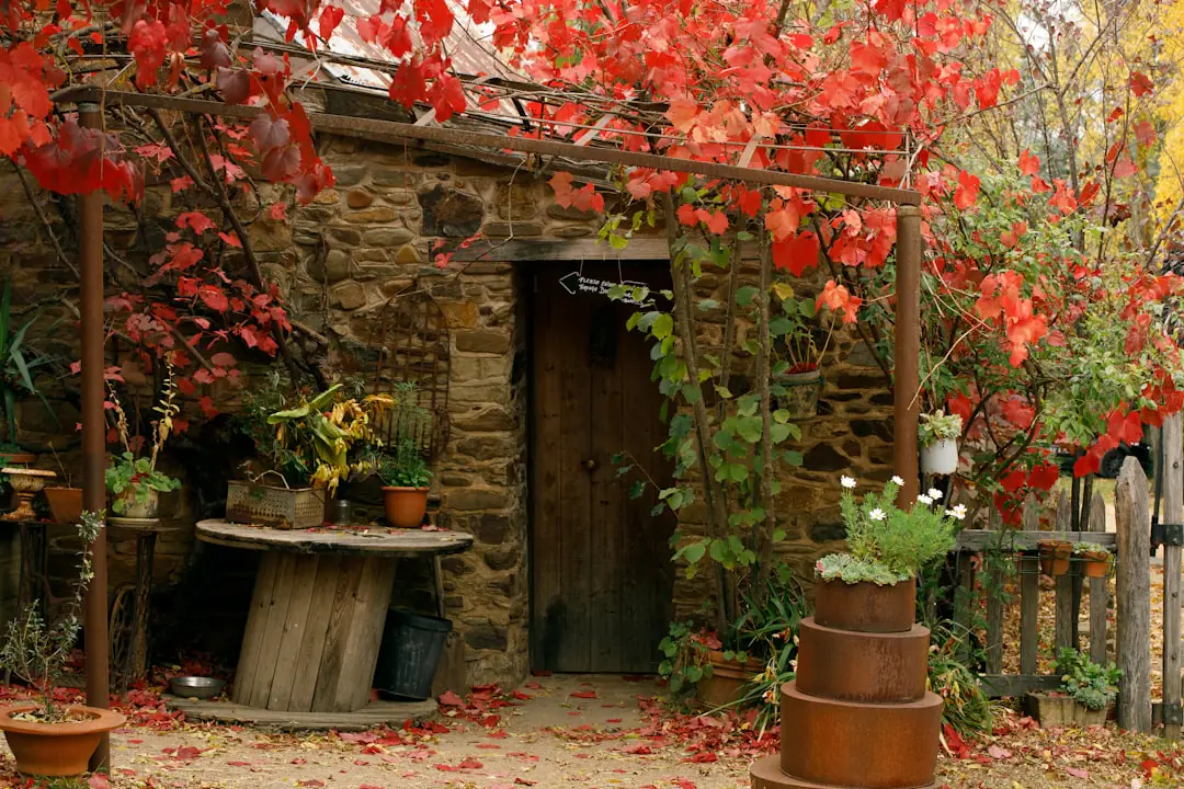 Jardin français en automne avec feuilles au sol, paillage au pied des vivaces et jeune arbuste planté