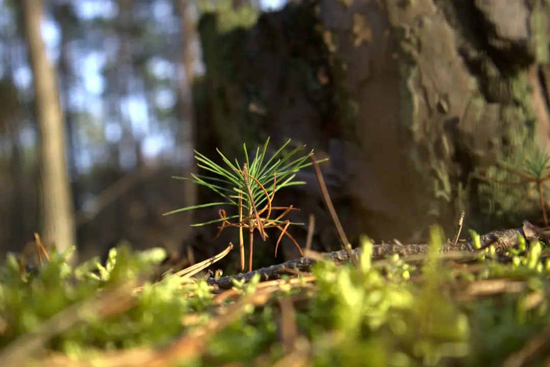 Main grattant délicatement l’écorce d’un rameau pour vérifier si une plante en pot est encore vivante