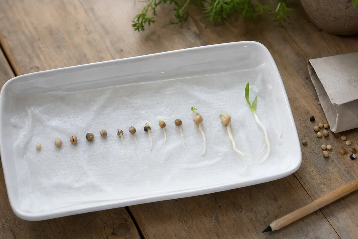 Graines de légumes alignées sur un essuie-tout humide dans un plat blanc, plusieurs radicelles déjà sorties