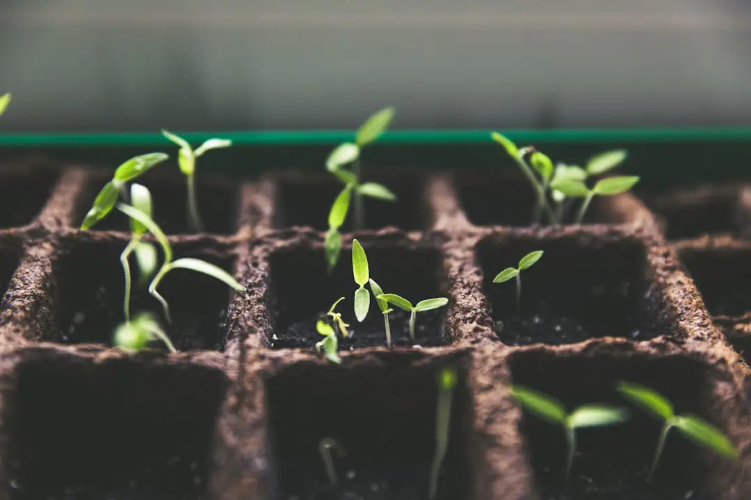 Plateau de semis de tomates et basilic sur une table de jardin, étiquettes visibles et lumière douce