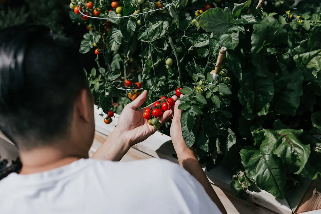 Plant de tomates tuteuré dans un potager français, fruits rouges mûrs et paillage de paille au pied