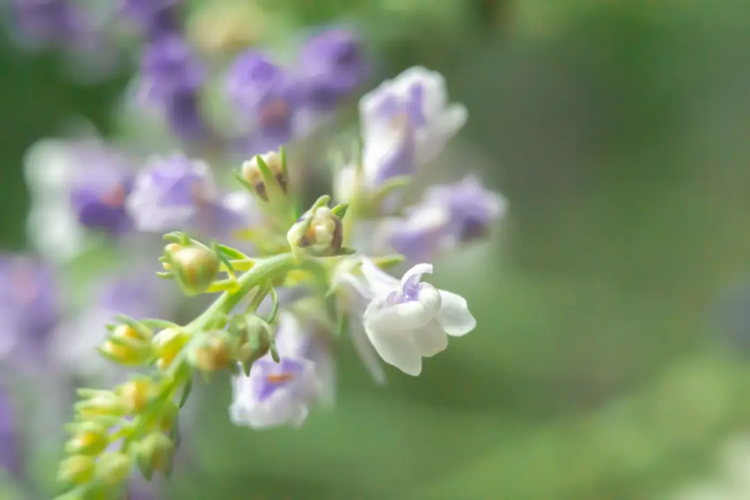 Jardin familial écoresponsable avec paillage, récupérateur d’eau, composteur et fleurs mellifères en périphérie de Tournefeuille.