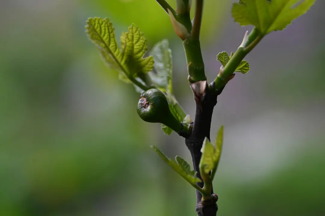 Bouture de figuier ligneuse fraîchement coupée au sécateur et plantée dans un pot de substrat léger