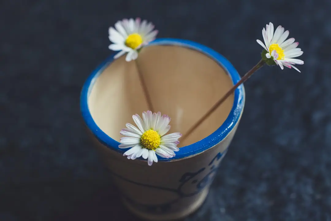 Fleur de porcelaine hoya carnosa en pot près d’une fenêtre lumineuse, portant des ombelles roses étoilées