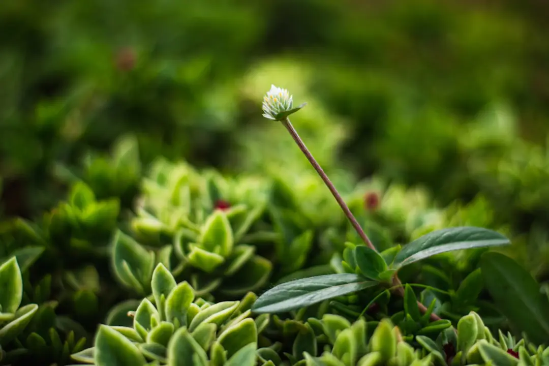 Haie sèche de branches entre deux rangées de piquets dans un jardin français, près d’un potager fleuri