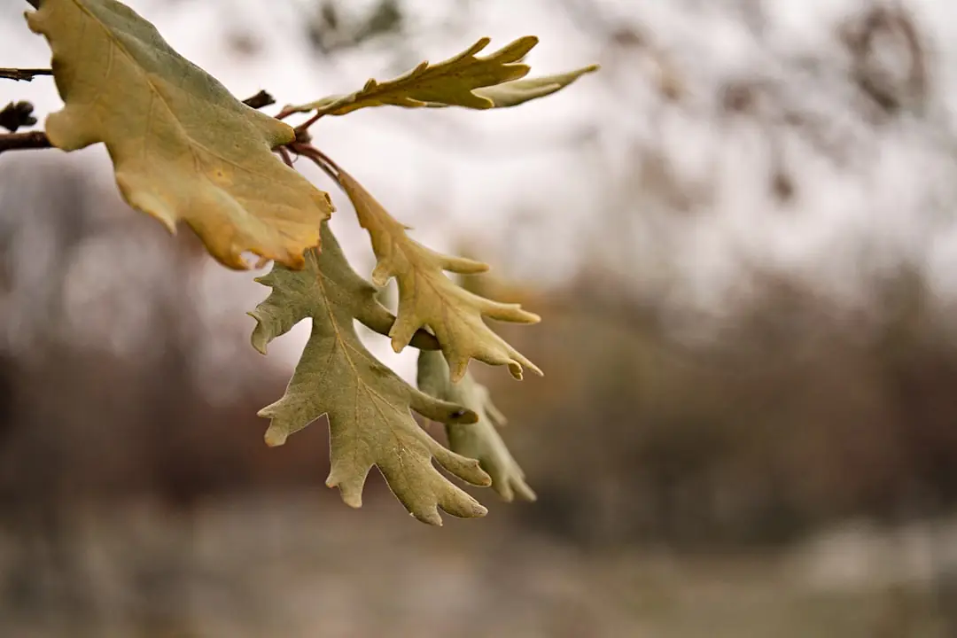 Prairie fleurie nouvellement semée dans un jardin français, bordée d’une allée tondue sous lumière d’automne