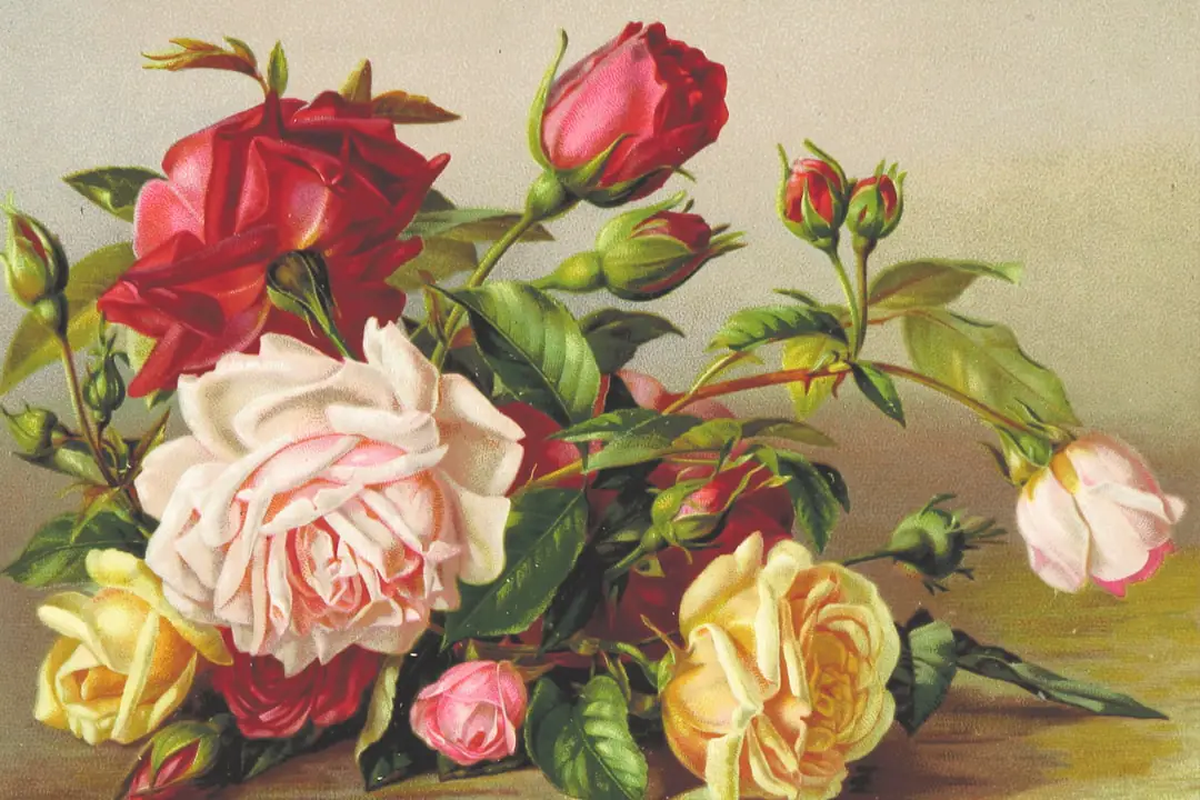Rosiers historiques roses et blancs en fleurs autour d’un banc dans un jardin français paisible et naturel