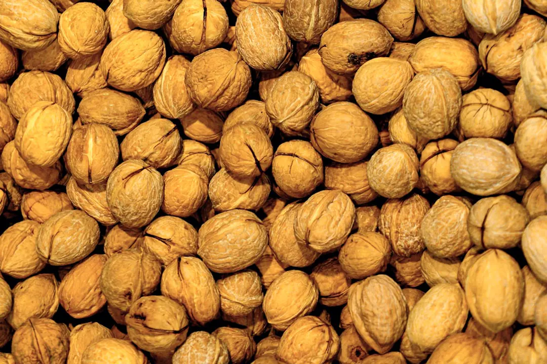 Grand noyer commun dans un jardin français, ombre portée sur la pelouse et noix mûres au sol en automne