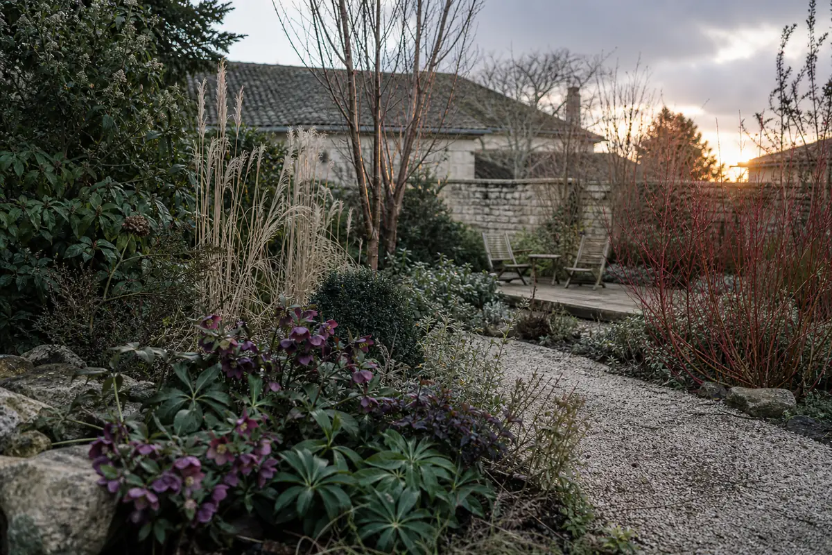 Jardin français en hiver avec cornouillers rouges, hellébores fleuris, chemin sec et terrasse accueillante