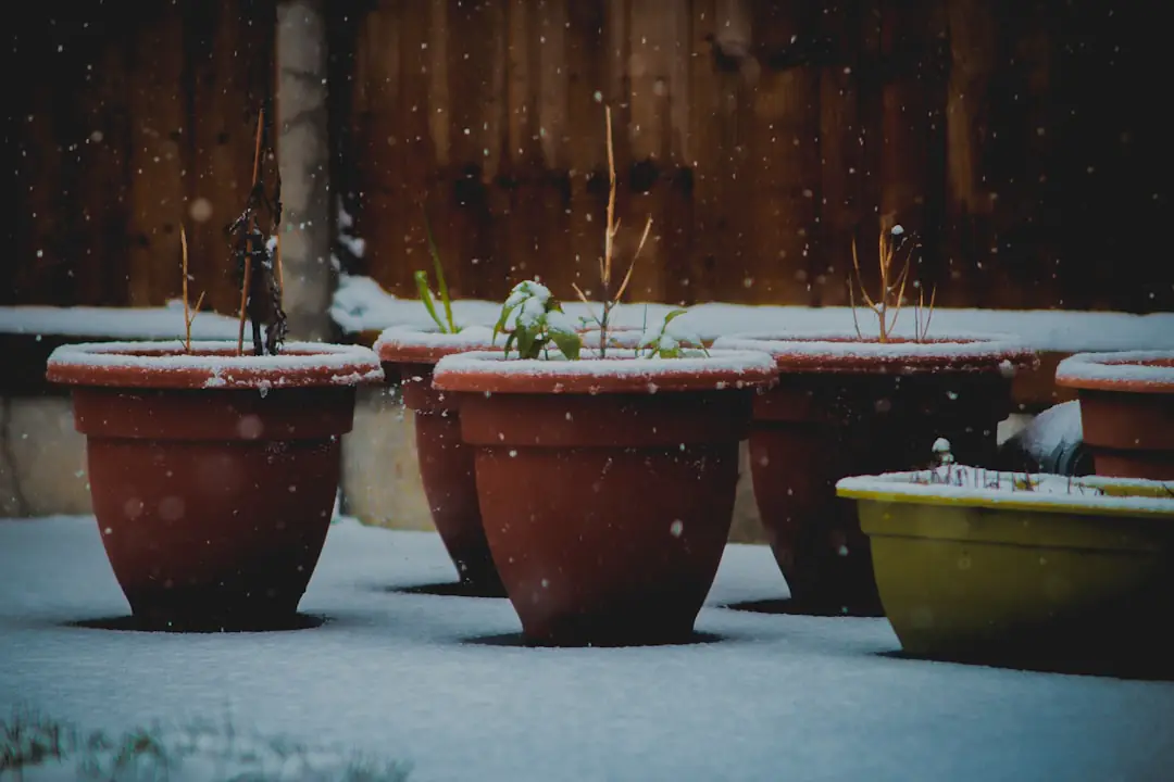 Jardin français en hiver avec massifs paillés, rosiers taillés et bulbes prêts à fleurir au printemps
