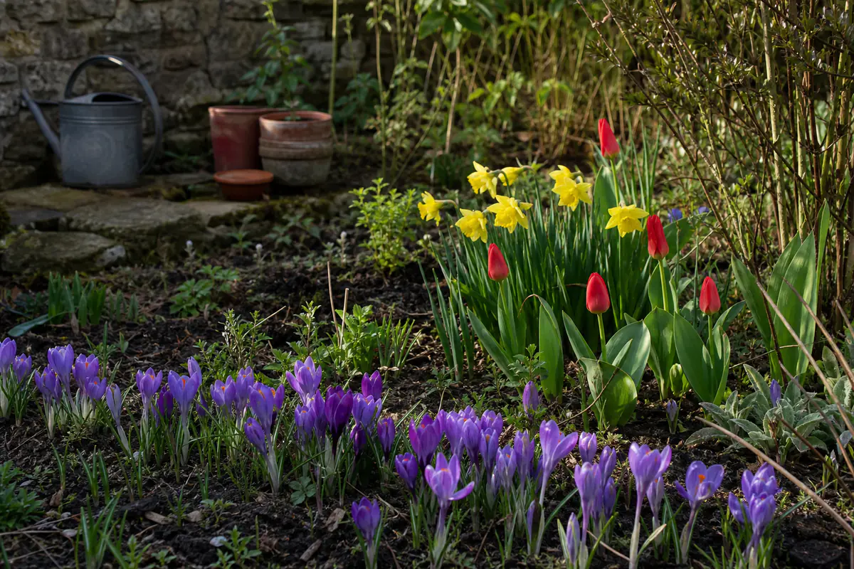 Massif de crocus violets, narcisses jaunes et tulipes rouges émergeant dans un jardin français au printemps