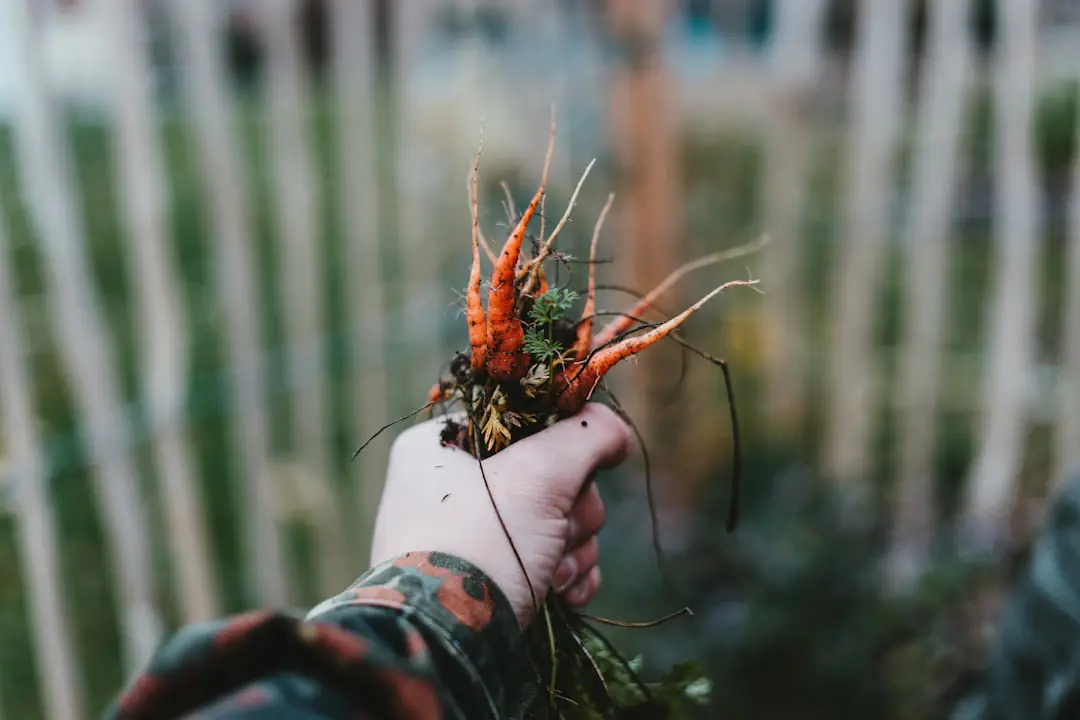 Jardinier observant un potager hivernal au sol gelé, avec paillage et outils rangés près d’un abri