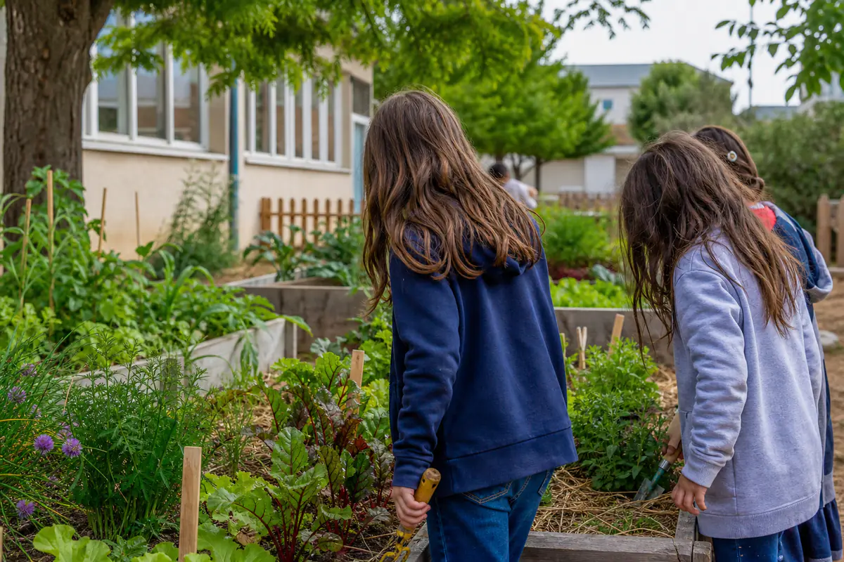Élèves observant salades et radis dans des bacs de potager scolaire paillés, avec étiquettes en bois.