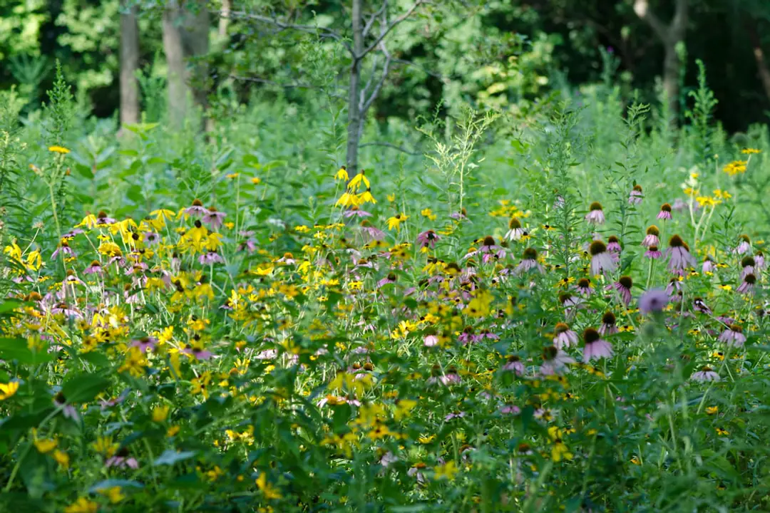 Reine-des-prés, fougères mâles et campanules gantelées dans un sous-bois humide de jardin français