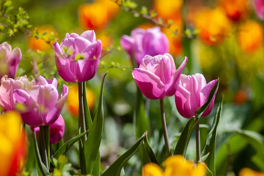 Jardinier préparant des rangs de légumes dans un potager français au printemps, avec compost et jeunes plants