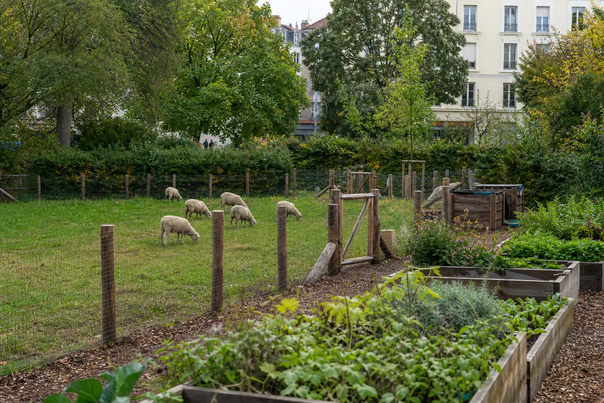 Moutons derrière une clôture près de bacs de jardinage collectif dans un quartier urbain français verdoyant