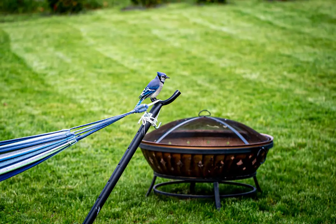 Jardinier réglant une tondeuse sur une pelouse sèche couverte de quelques feuilles d’automne dans un jardin français