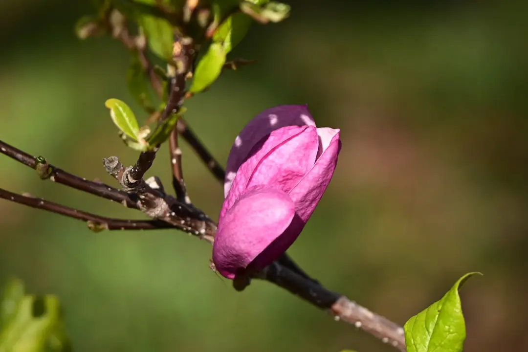 Jardinier taillant un rosier buisson au sécateur, juste au-dessus d’un bourgeon tourné vers l’extérieur